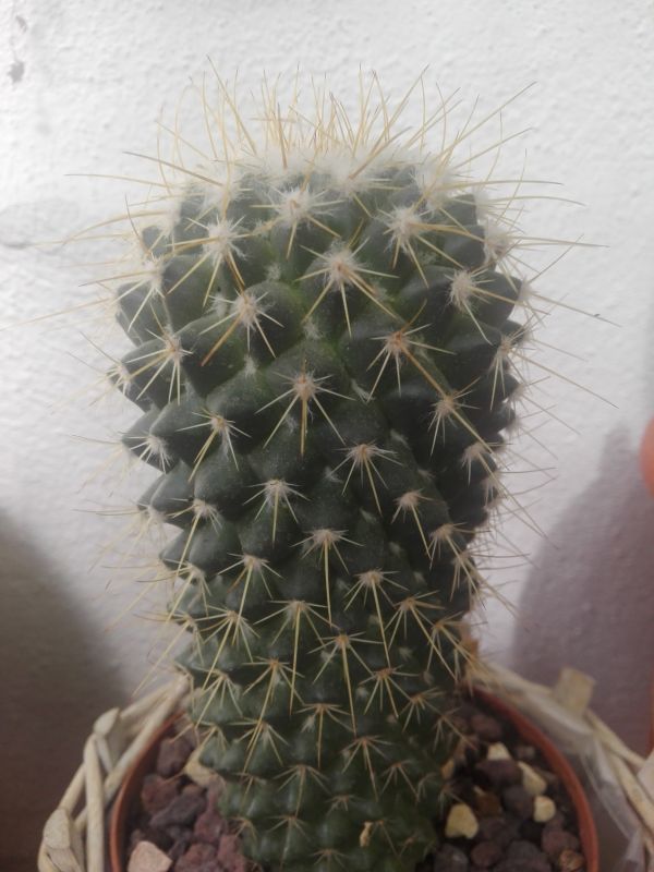Foto de un cactus que se está identificando actualmente