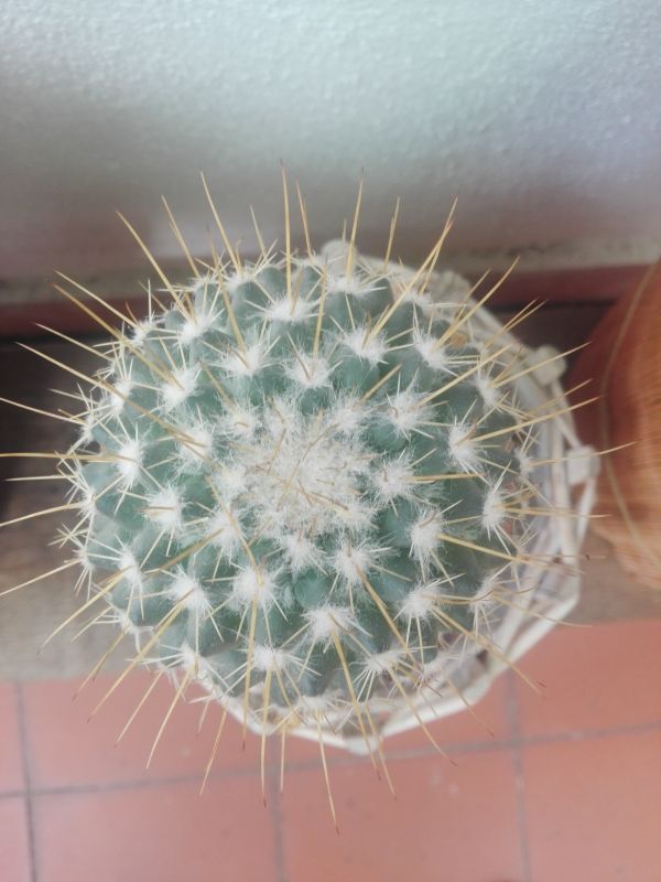 Foto de un cactus que se está identificando actualmente