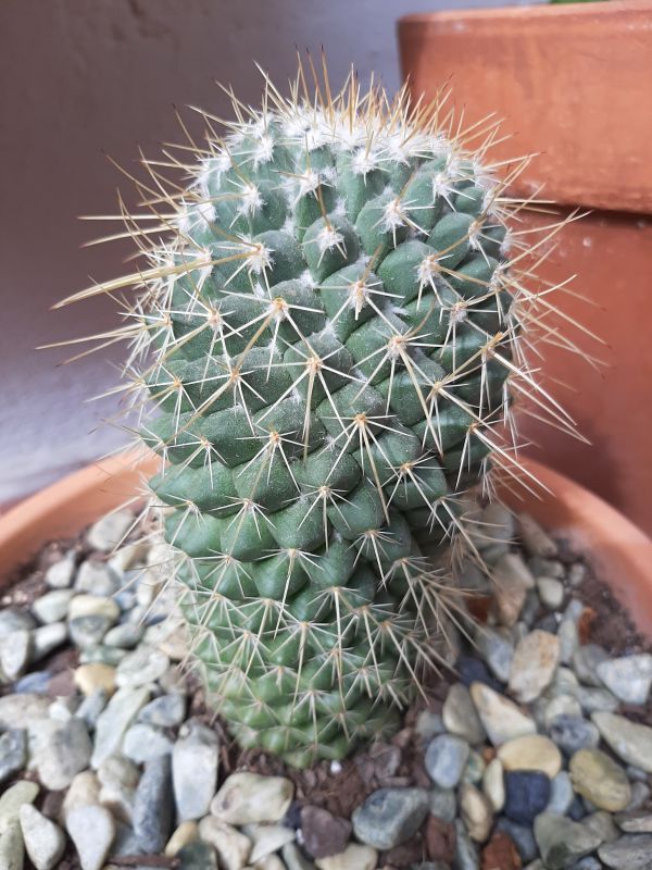 Foto de un cactus que se está identificando actualmente