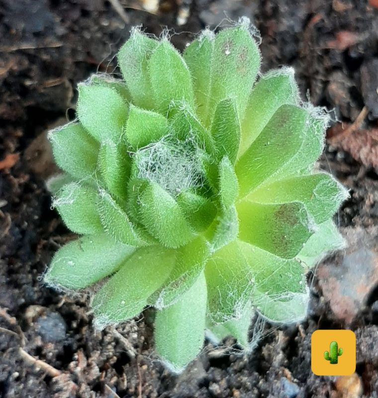 A photo of Sempervivum arachnoideum