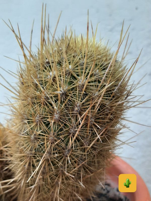 Una foto de Haageocereus acranthus