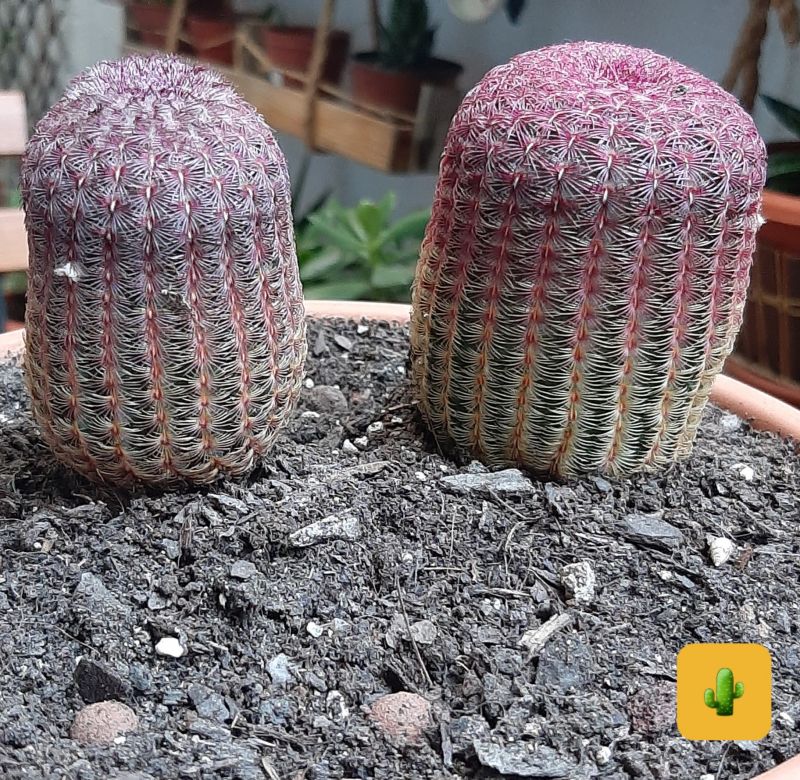 Una foto de Echinocereus rigidissimus