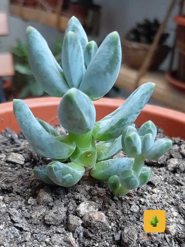Una foto de Pachyphytum compactum