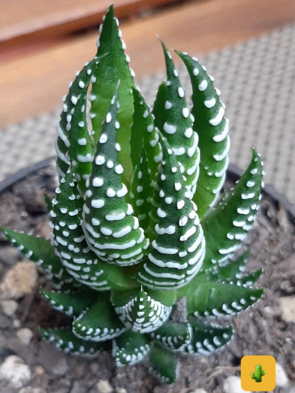 Una foto de Haworthia reinwardtii f. zebrina