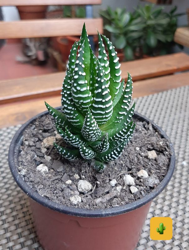 Una foto de Haworthia reinwardtii f. zebrina