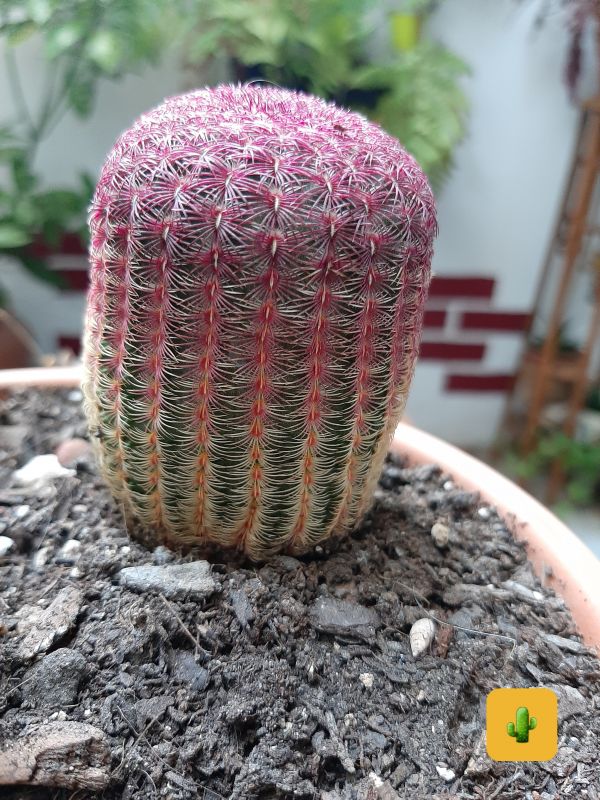 Una foto de Echinocereus rigidissimus