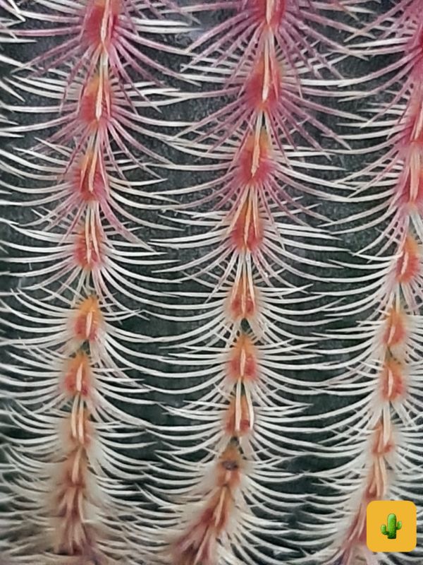 Una foto de Echinocereus rigidissimus