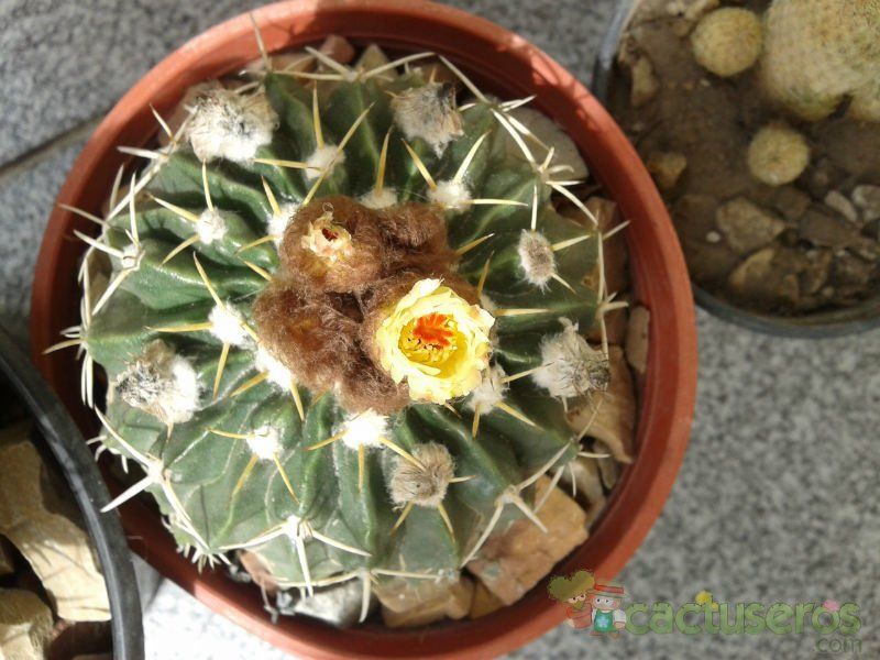 A photo of Parodia sellowii