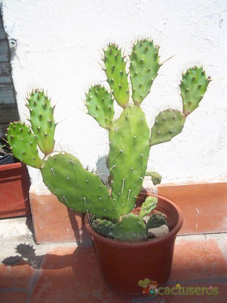 A photo of Brasiliopuntia brasiliensis