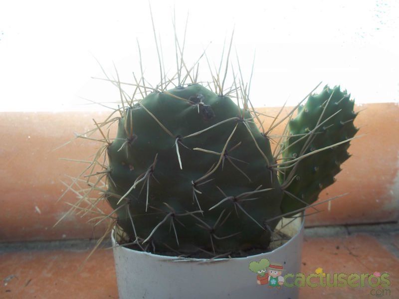 A photo of Opuntia sulphurea