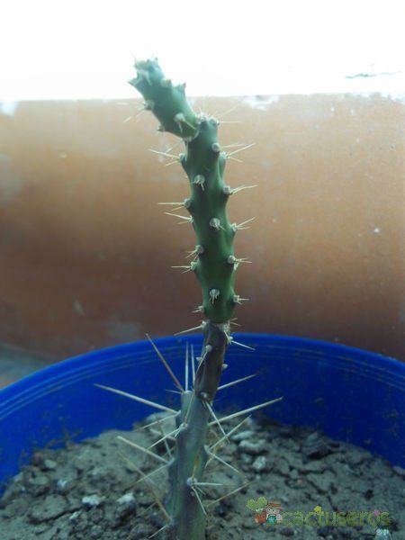 A photo of Opuntia aurantiaca