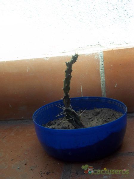 A photo of Opuntia aurantiaca