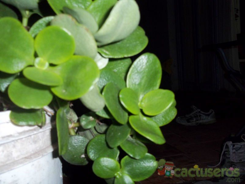 Una foto de Crassula multicava