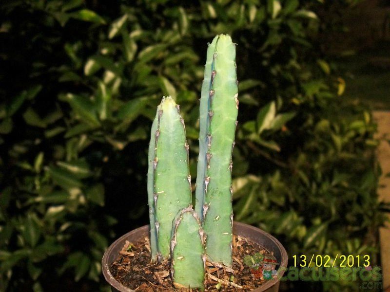 A photo of Euphorbia heterochroma
