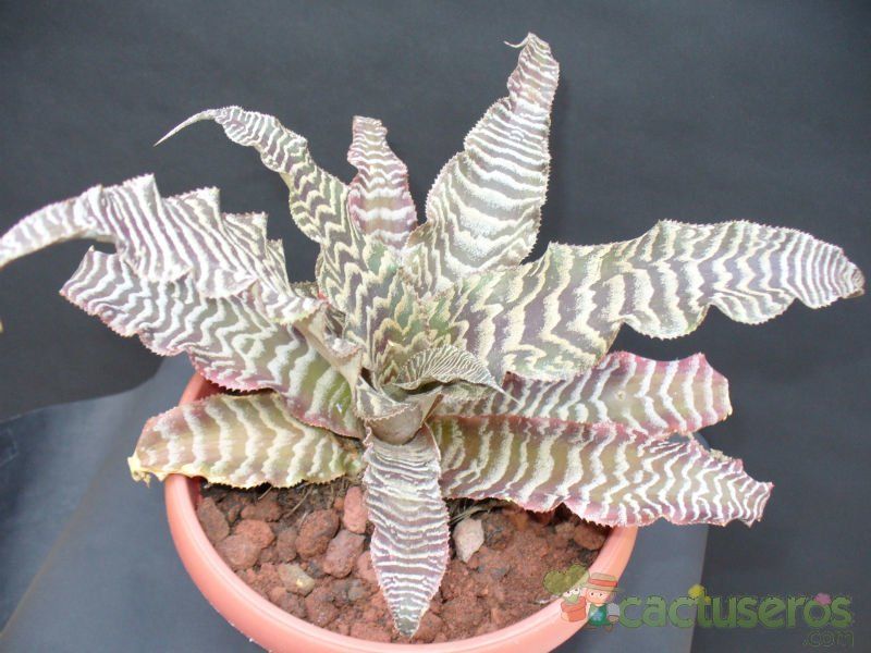 Una foto de Cryptanthus zonatus
