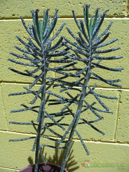 Una foto de Bryophyllum delagoense