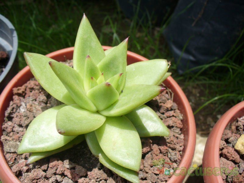 Una foto de Echeveria agavoides 