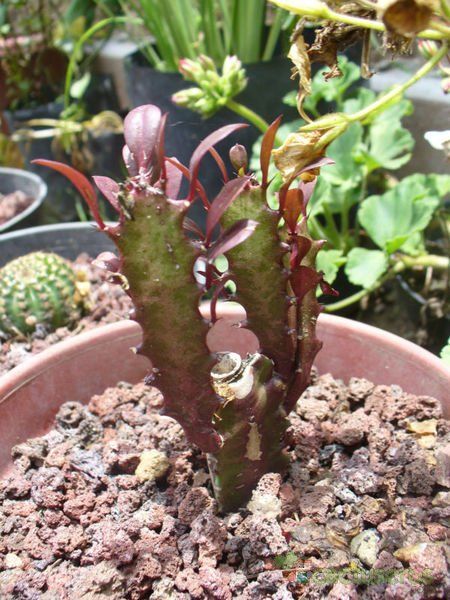 A photo of Euphorbia trigona var. rubra