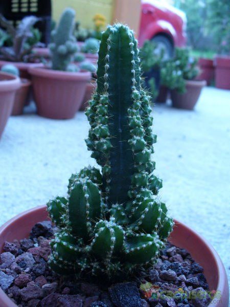 A photo of Acanthocereus tetragonus cv. fairy castle