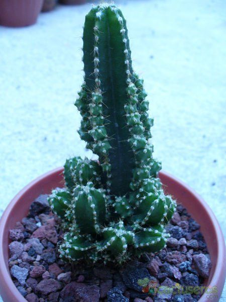 A photo of Acanthocereus tetragonus cv. fairy castle