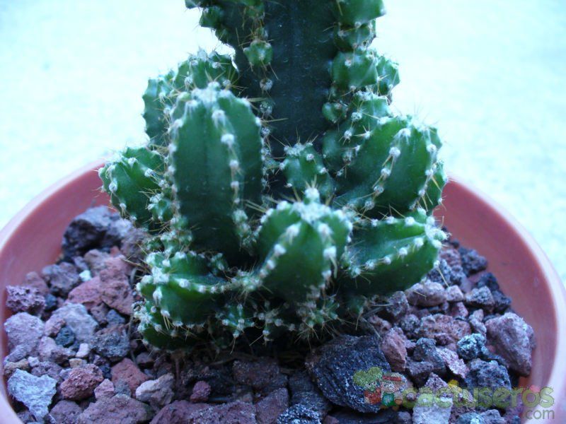 A photo of Acanthocereus tetragonus cv. fairy castle