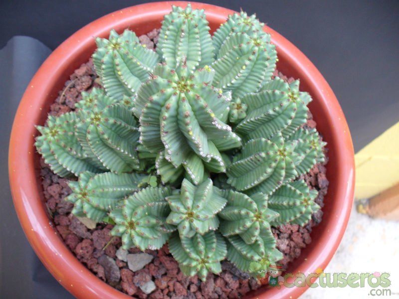 Una foto de Euphorbia anoplia