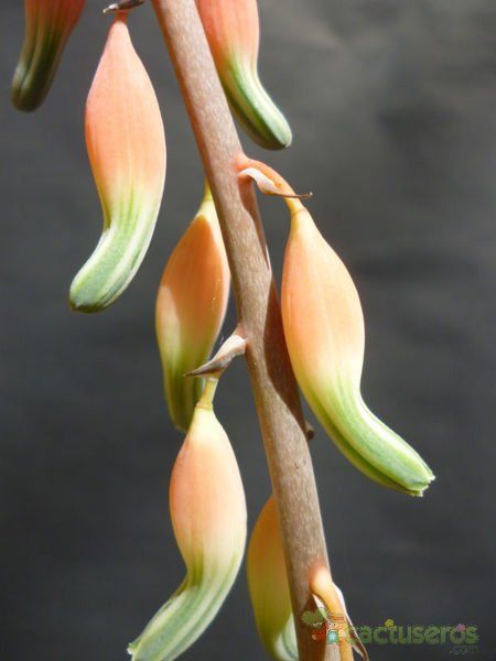 A photo of Gasteria carinata var. verrucosa