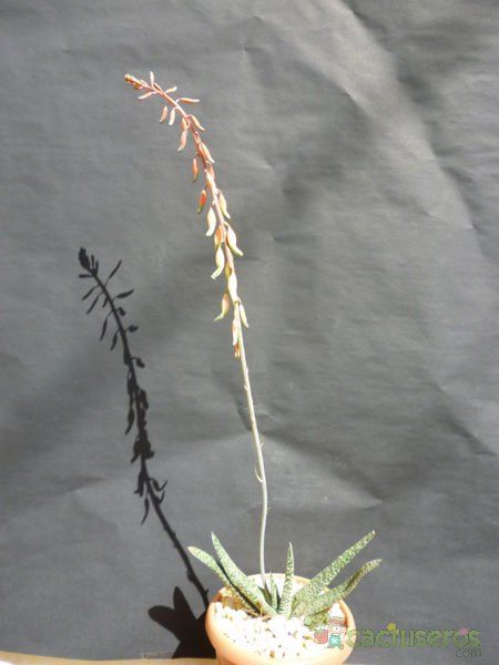 A photo of Gasteria carinata var. verrucosa