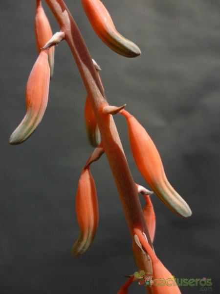 A photo of Gasteria carinata var. verrucosa