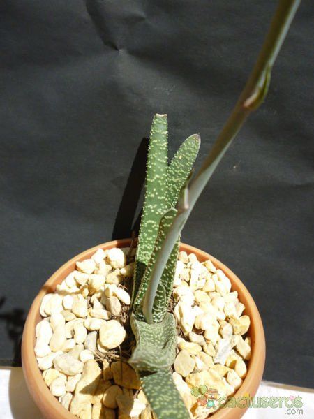 A photo of Gasteria carinata var. verrucosa