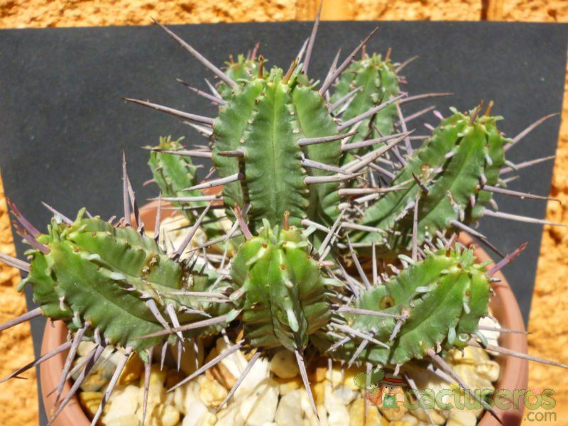 Una foto de Euphorbia ferox