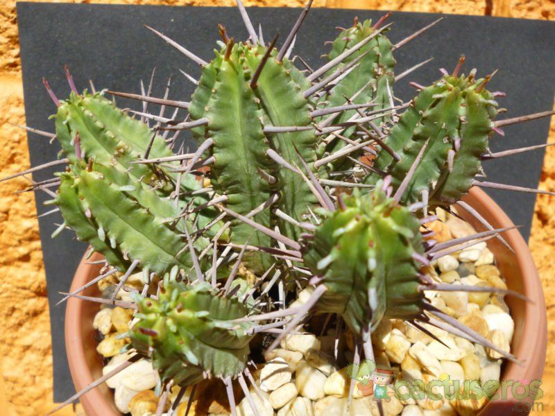 Una foto de Euphorbia ferox
