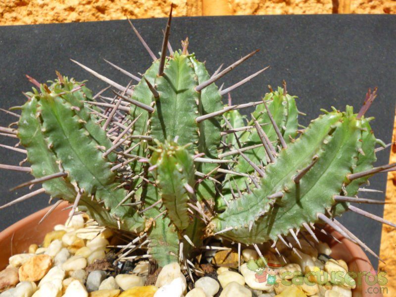 Una foto de Euphorbia ferox