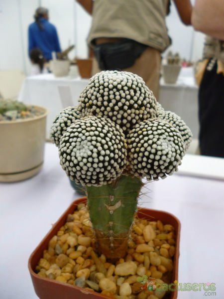 A photo of Mammillaria luethyi