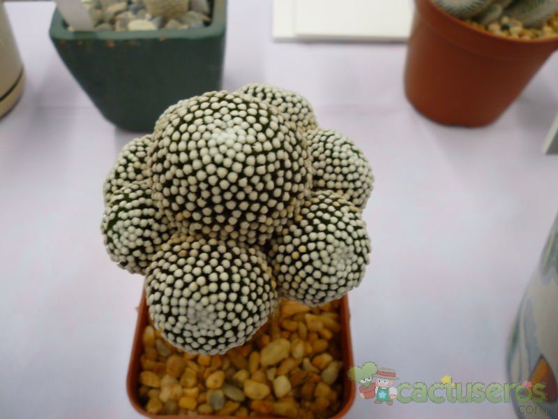 A photo of Mammillaria luethyi
