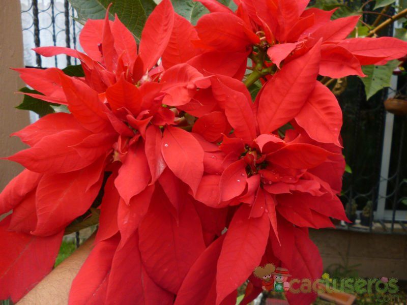 A photo of Euphorbia pulcherrima
