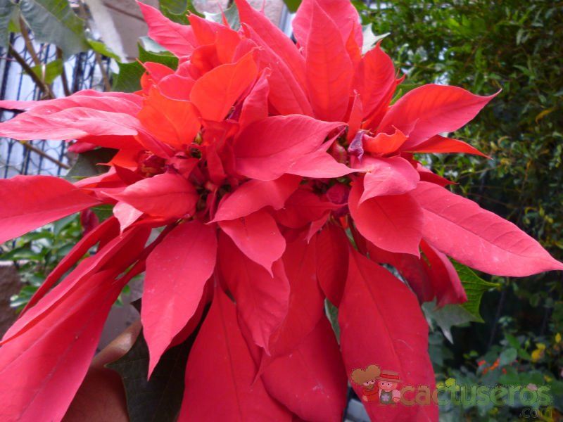 A photo of Euphorbia pulcherrima