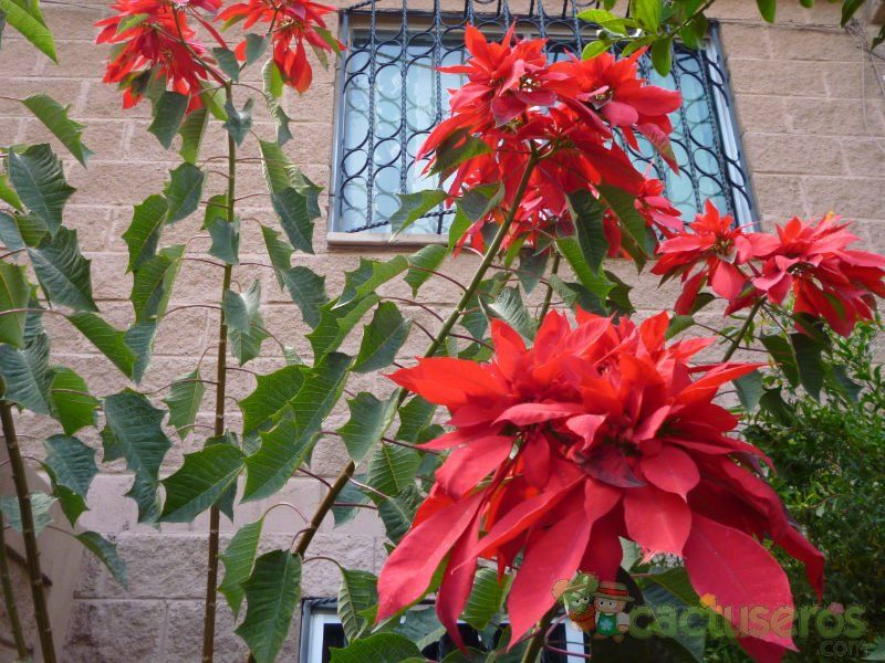 A photo of Euphorbia pulcherrima