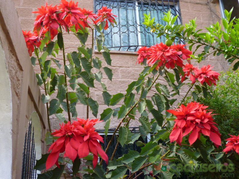 A photo of Euphorbia pulcherrima