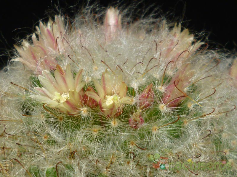 Una foto de Mammillaria bocasana ssp. bocasana