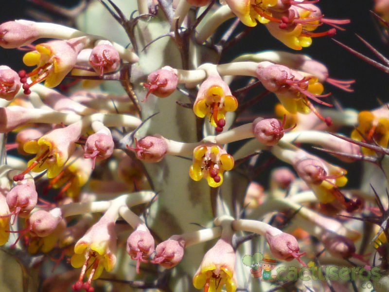 A photo of Euphorbia greenwayi