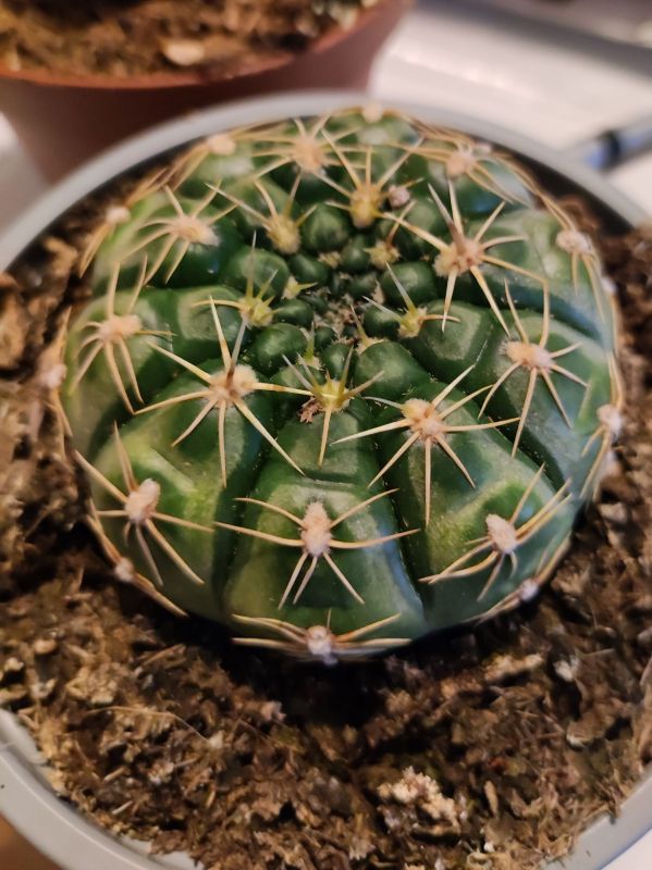 Photo of a cactus currently being identified