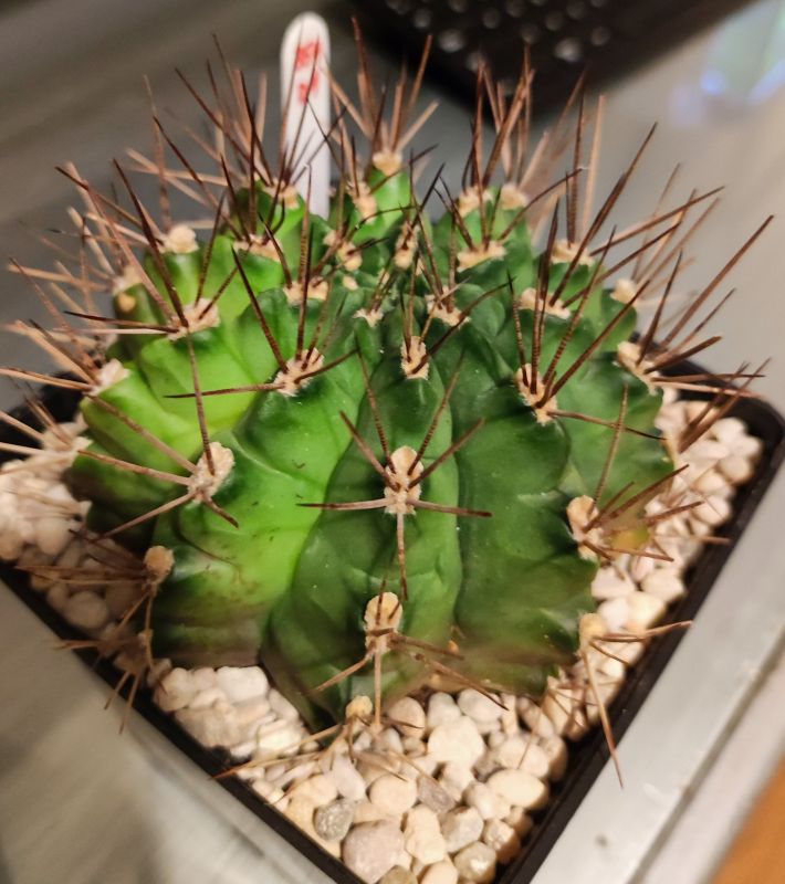 Una foto de Gymnocalycium schickendantzii