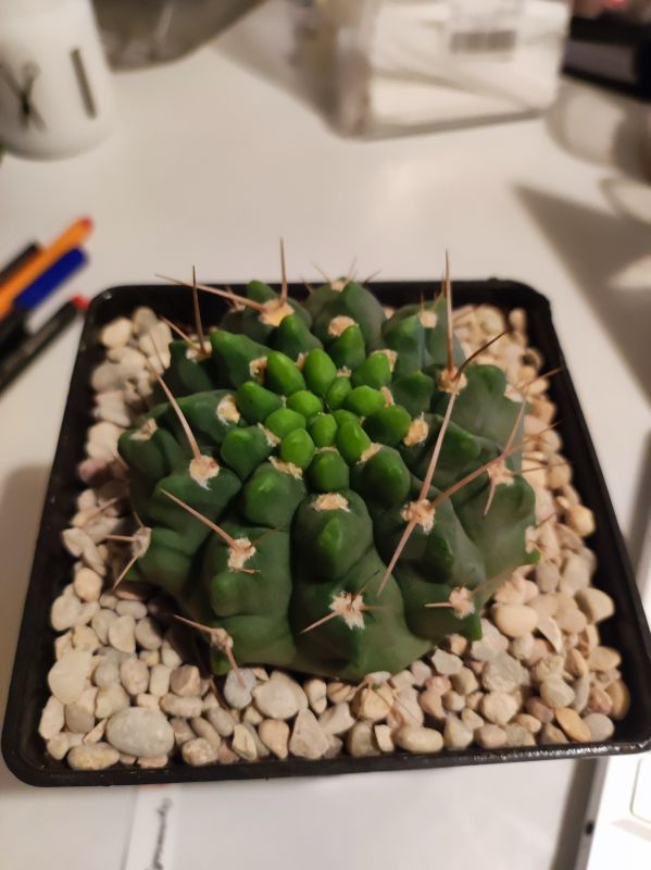 Photo of a cactus currently being identified