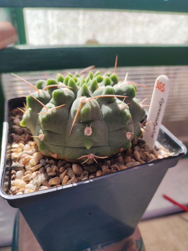 Photo of a cactus currently being identified