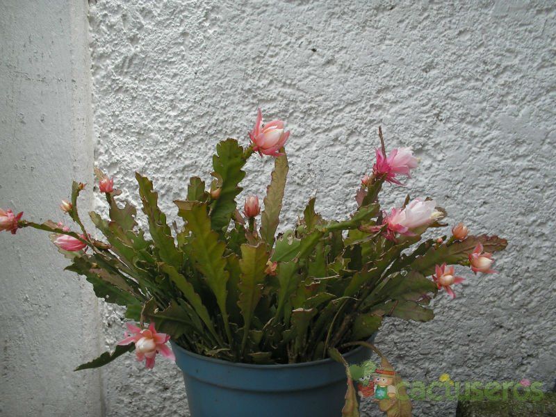 A photo of Disocactus phyllanthoides