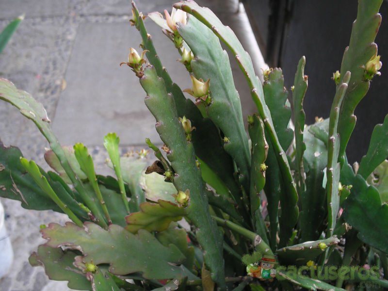 A photo of Disocactus phyllanthoides