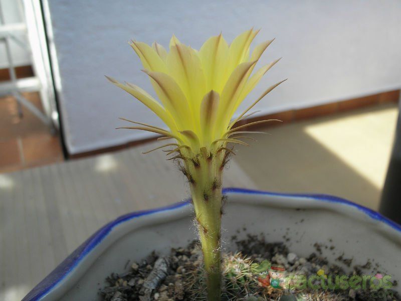 Una foto de Echinopsis cv. Shannons Gold