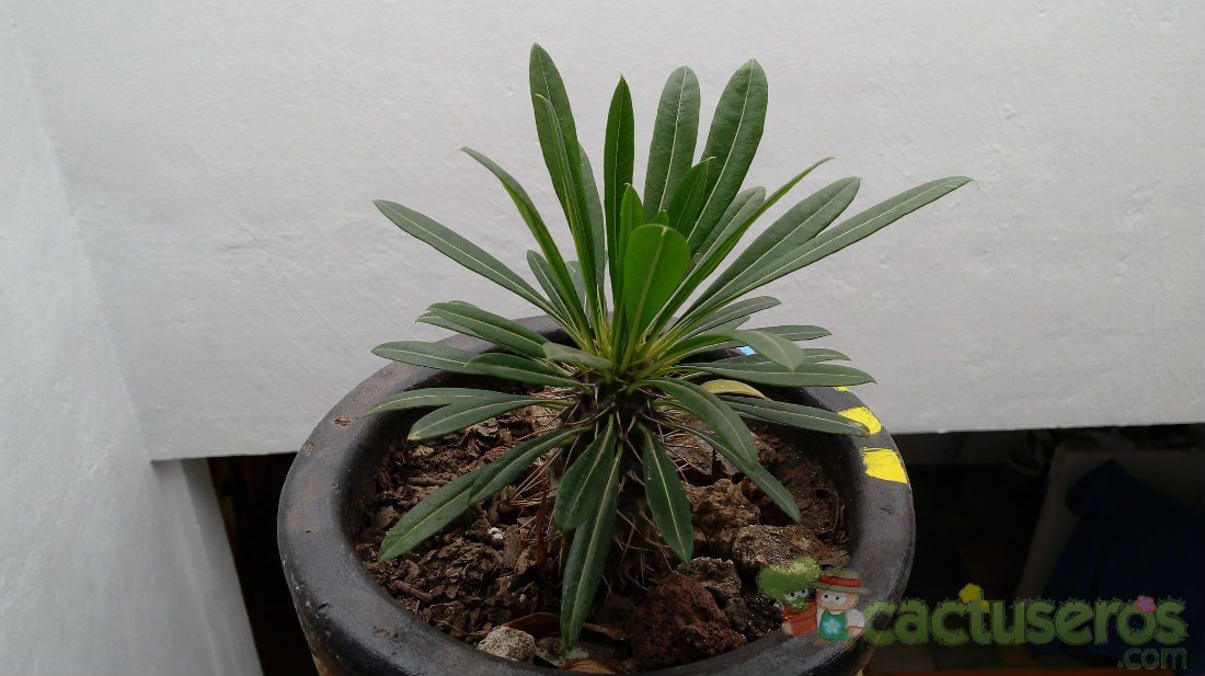 A photo of Pachypodium lamerei