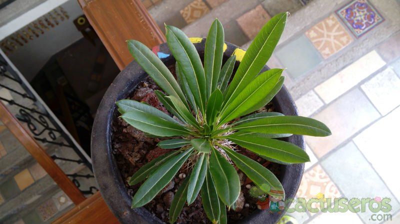 A photo of Pachypodium lamerei